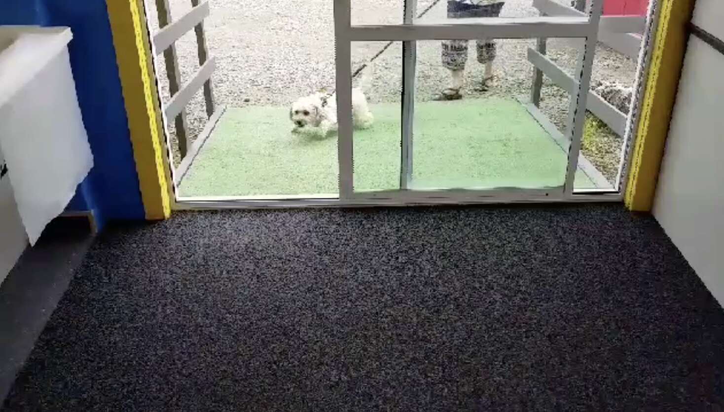 doggy daycare