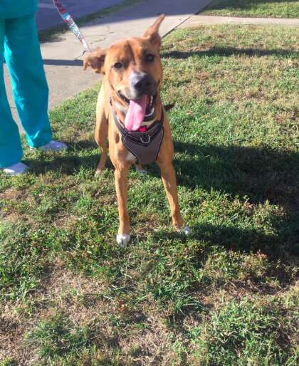 Woman sees a dog she once fostered