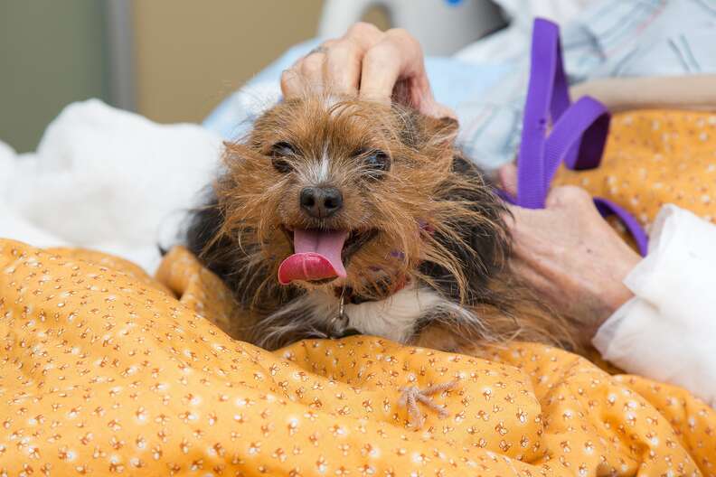 dog visits dad in hospital