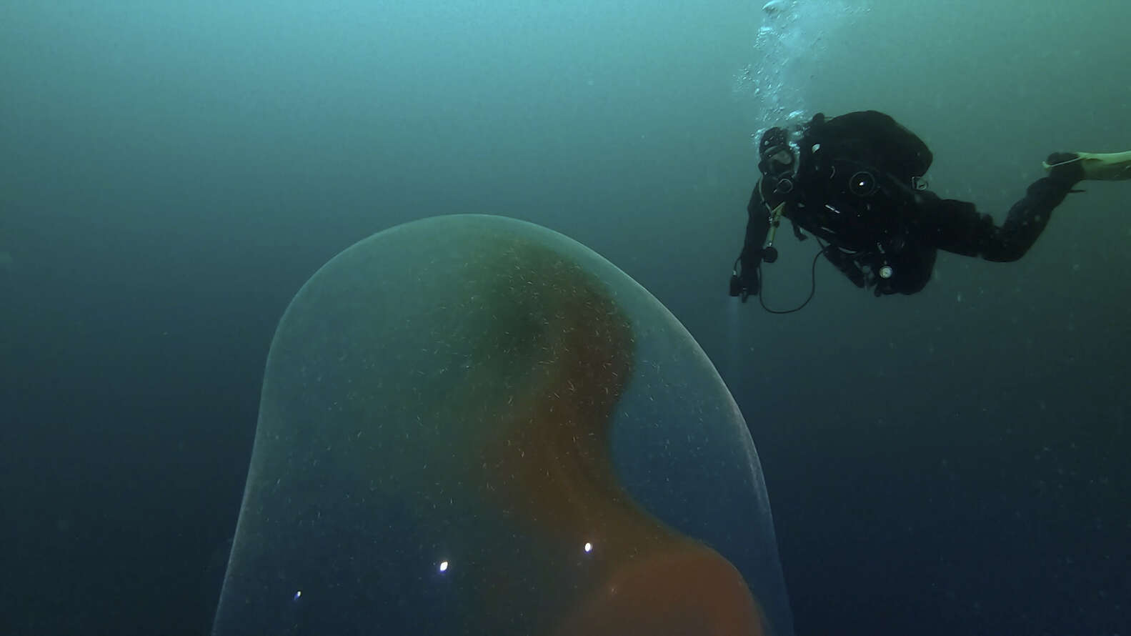Divers Find Mysterious Sphere Off The Norwegian Coast - The Dodo