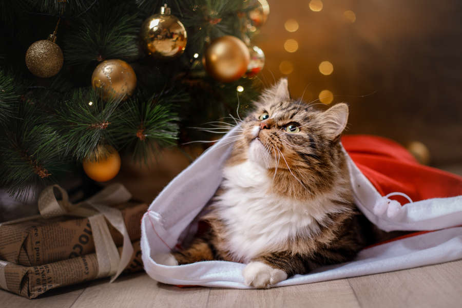 Target Christmas Cat House: What to Buy Your Pet For the Holidays - Thrillist