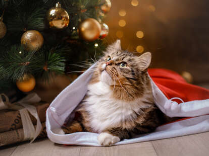 cat christmas lights holiday target