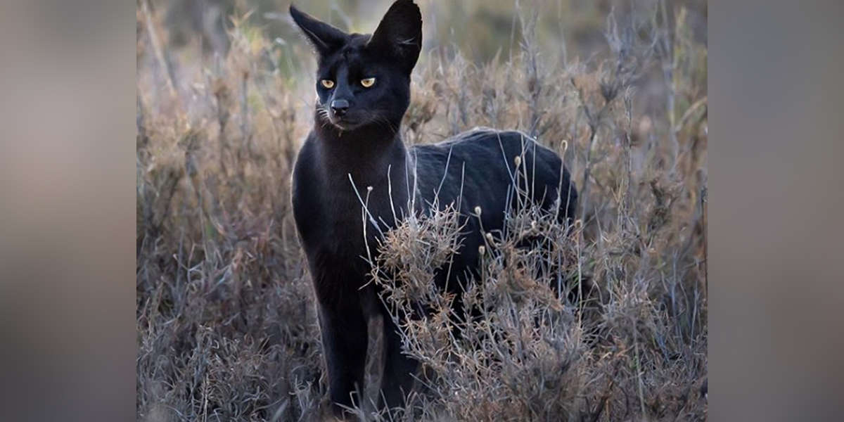 Photographer Crosses Paths With A Black Cat Unlike Any He's Seen Before