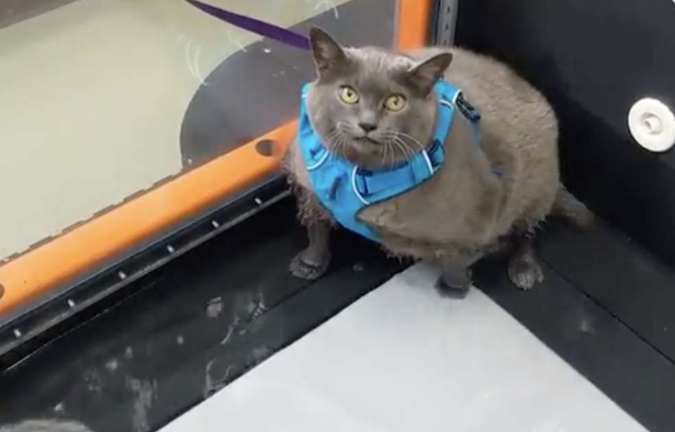Cat Named Cinder Block Tries Working Out on Underwater Treadmill