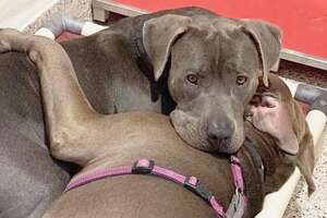 Pitties Who Shared A Shelter Bed Had To Be Adopted Together