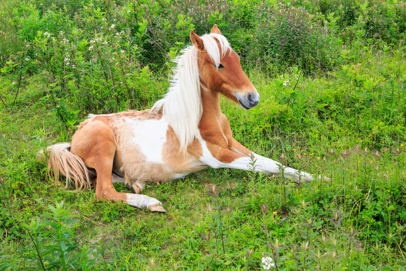 shetland pony on the path