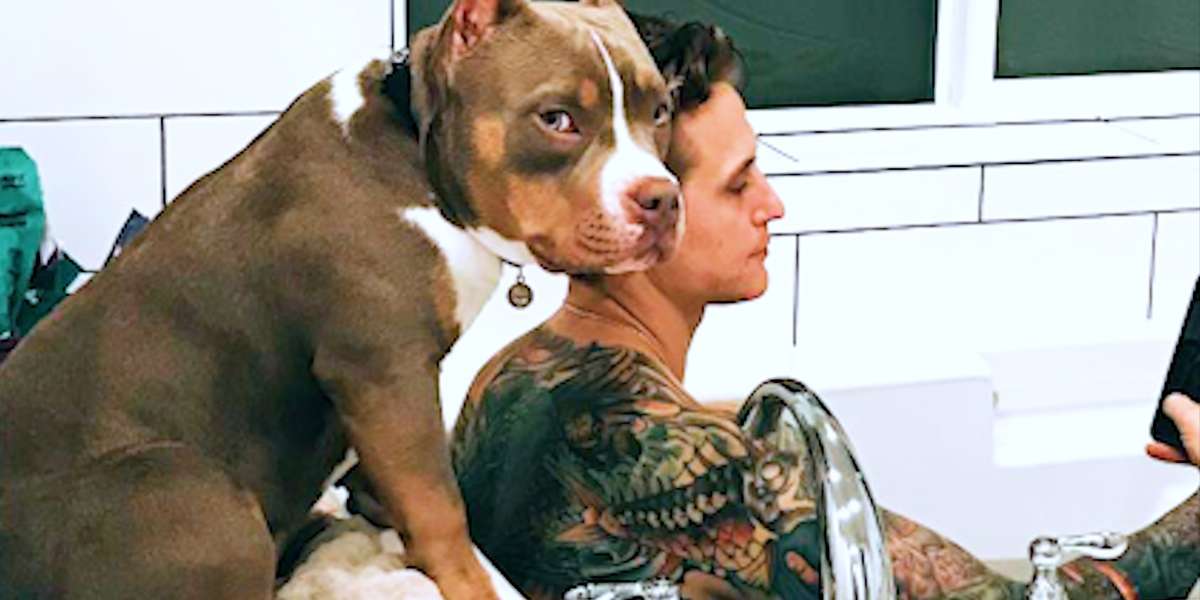 Pittie Wants To Do EVERYTHING With His Parents - Videos - The Dodo