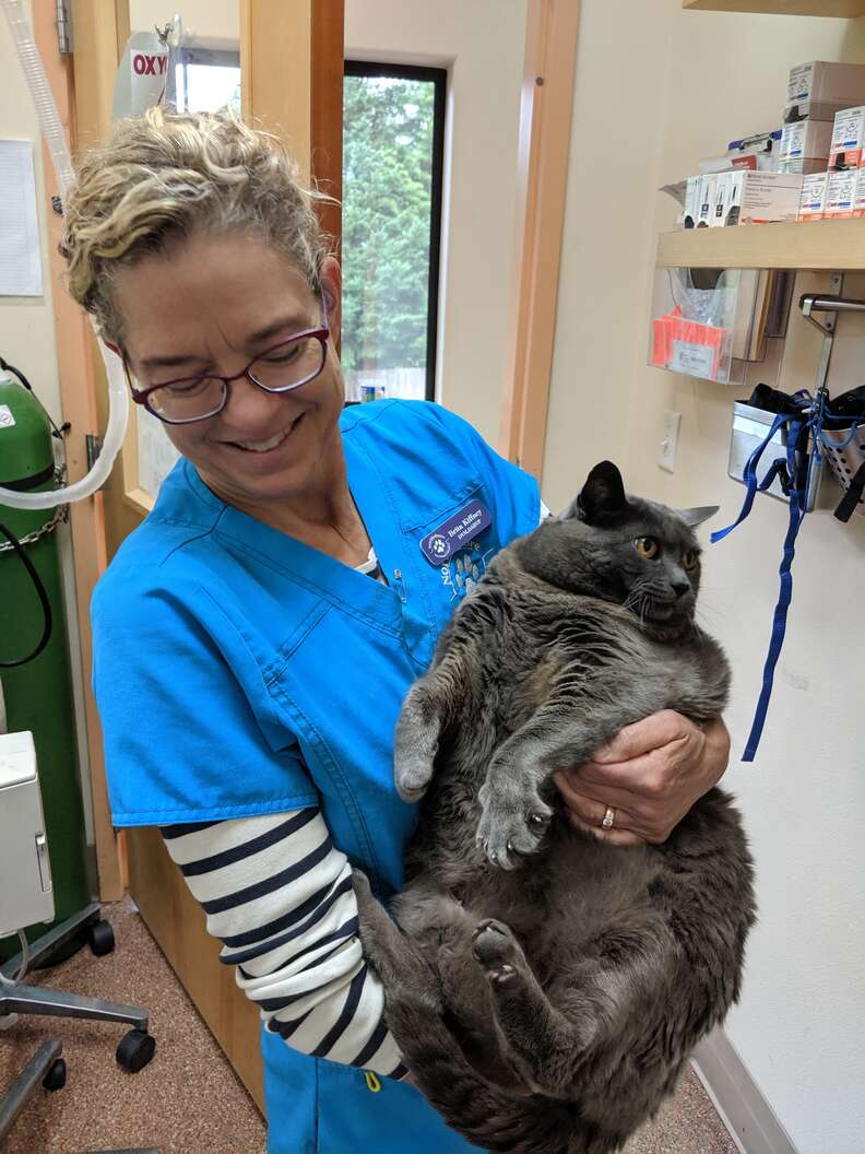 Cats on treadmill funny 2025 youtube