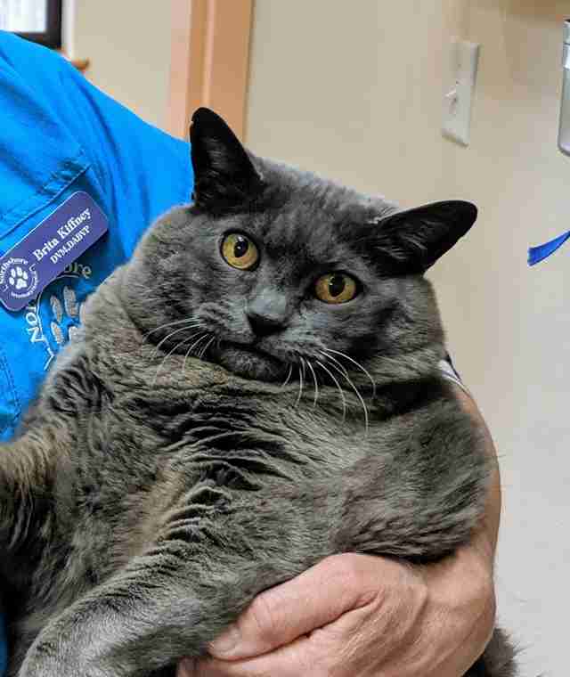 Chubby Cat Hates Using The Treadmill The Dodo