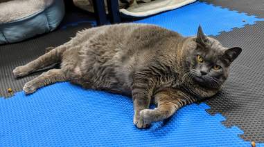chubby cat