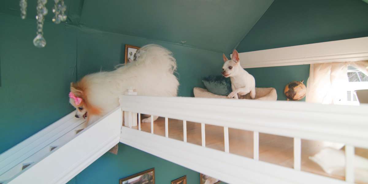 The Most Luxurious Dog Cribs Ever Videos The Dodo