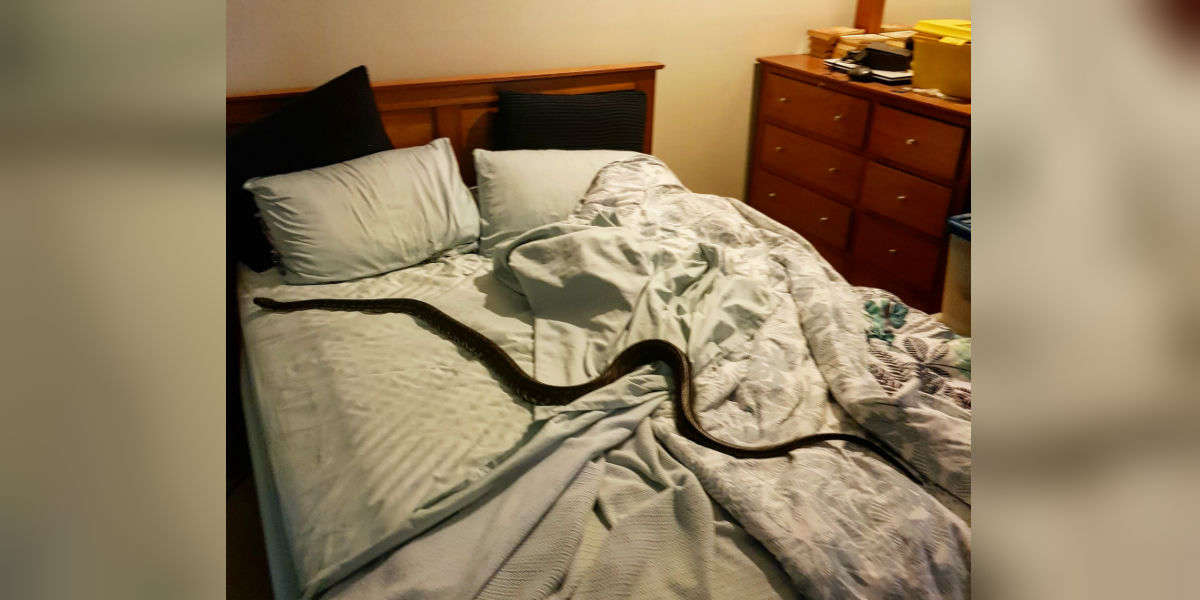 Woman Finds Snake On Her Bed - The Dodo