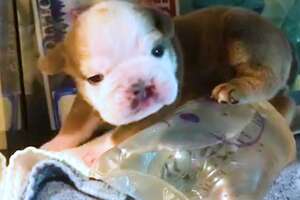 Bulldog Puppy Who Grew Up In Incubator Is So Big And Wild Now
