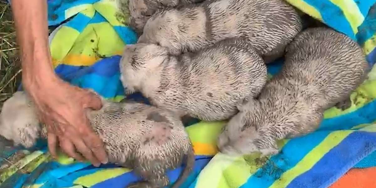 Mama Dog Tries To Keep Her Babies Safe - Videos - The Dodo