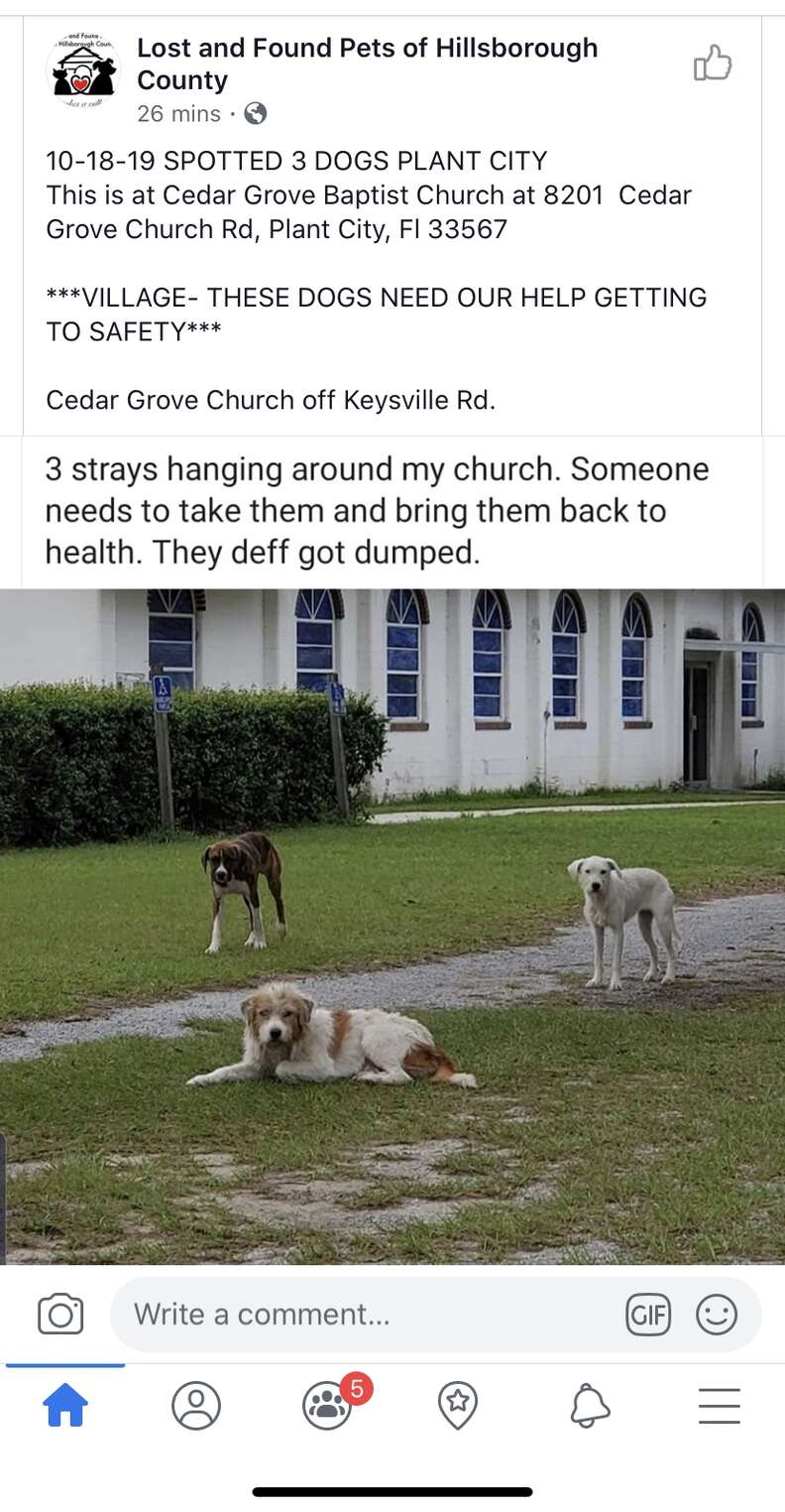 dog abandoned at church