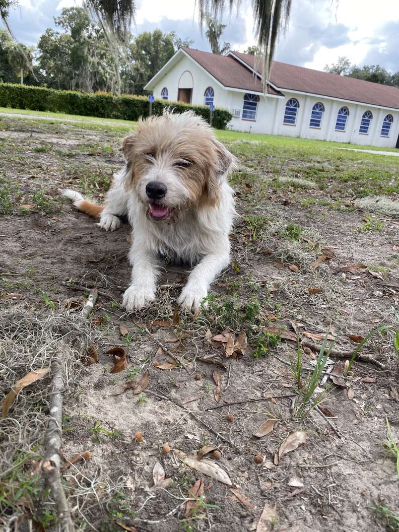 dog abandoned at church