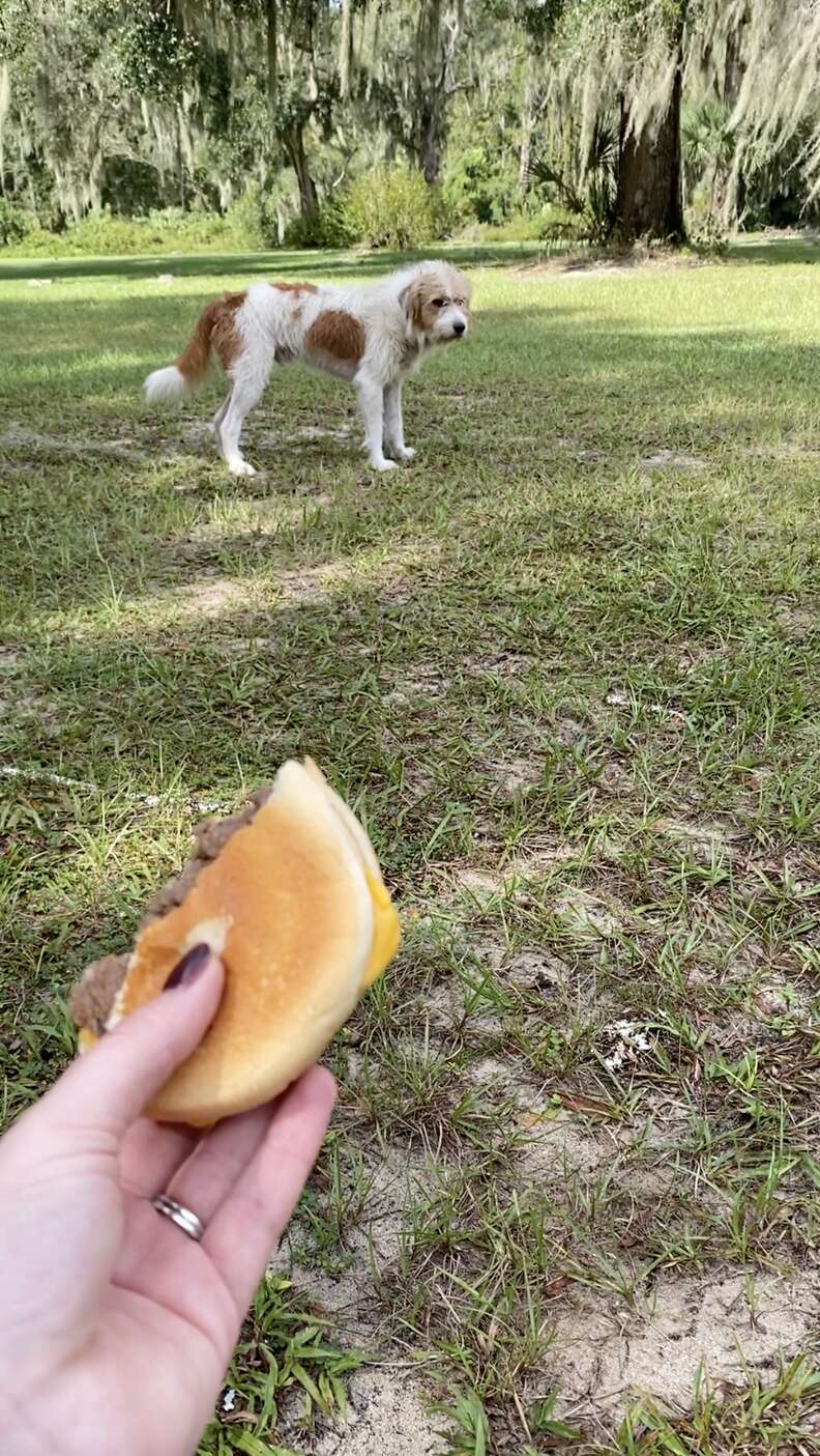 dog abandoned at church