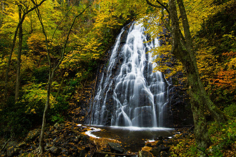 trees around crabtree falls