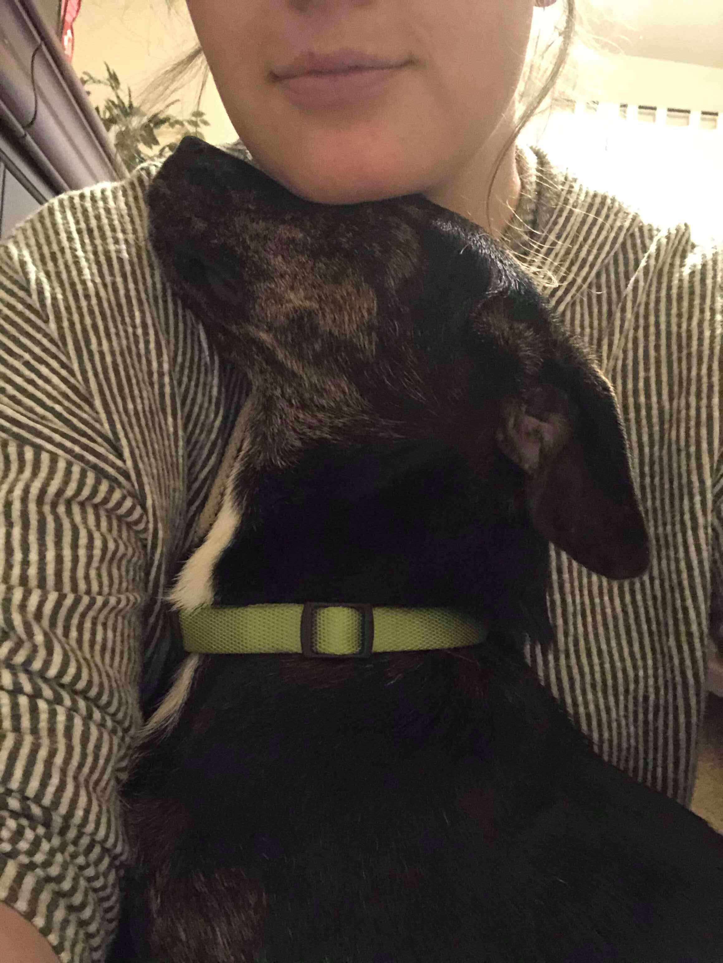 woman adopts 3 dogs