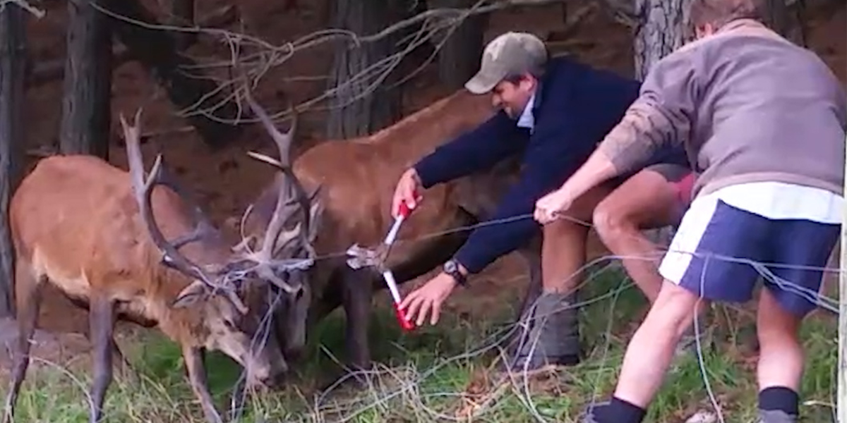These Deer Are Stuck Together By Their Antlers - Videos - The Dodo