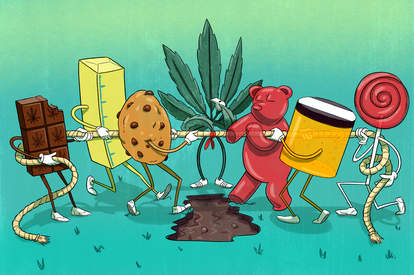 cannabutter vs concentrate