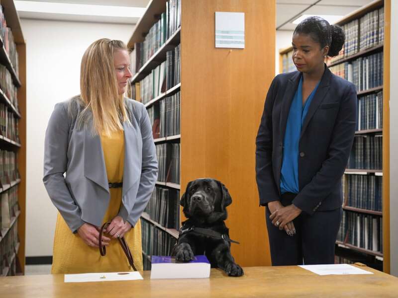 Service Dog Takes Oath as Emotional Support Animal at Chicago Court ...
