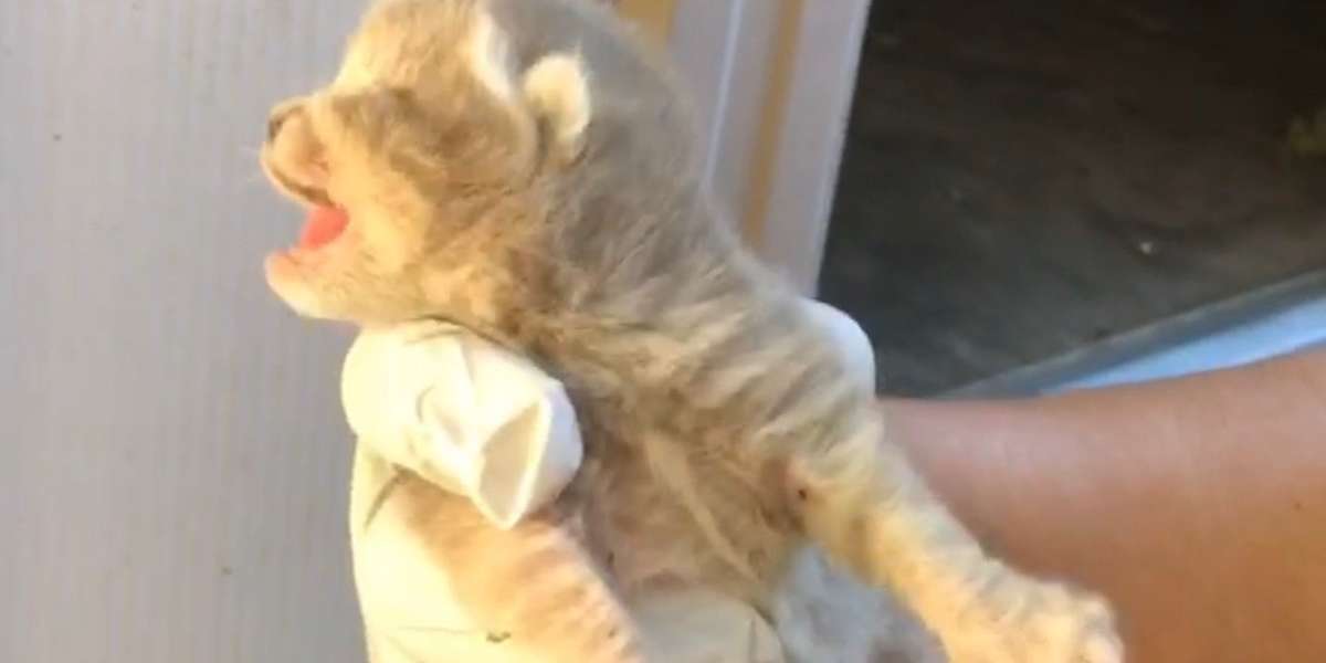 Tiny Abandoned Kitten Gets Spoiled By His New Dad - Videos - The Dodo