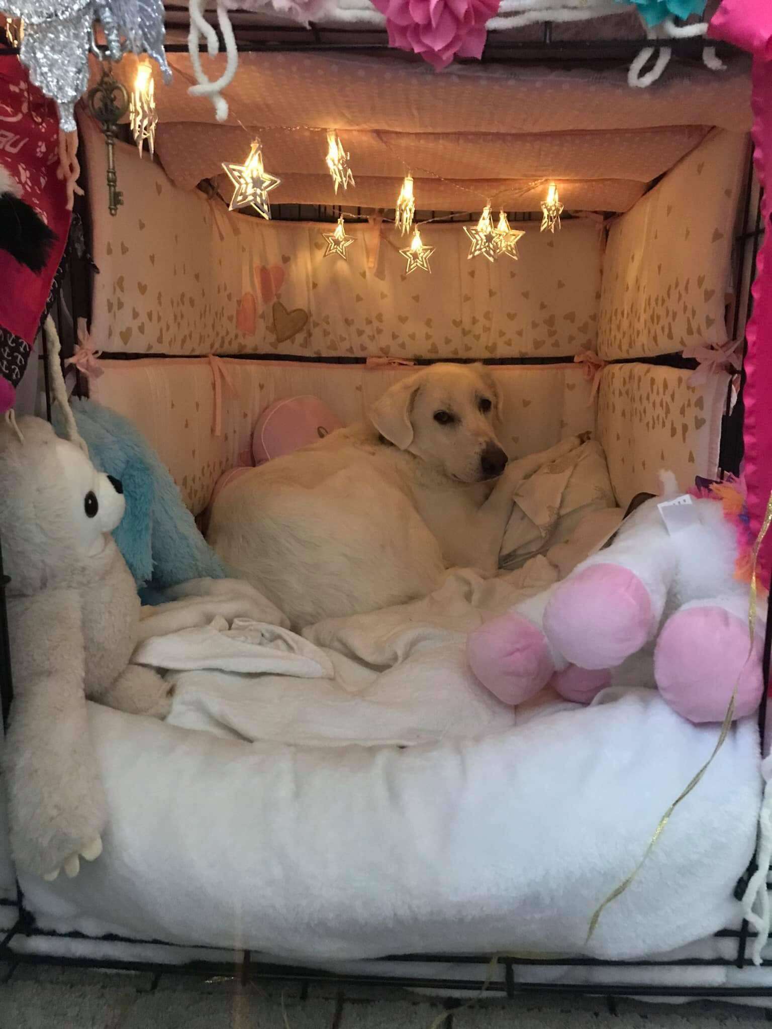 dog crate
