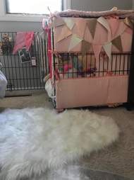 dog crate