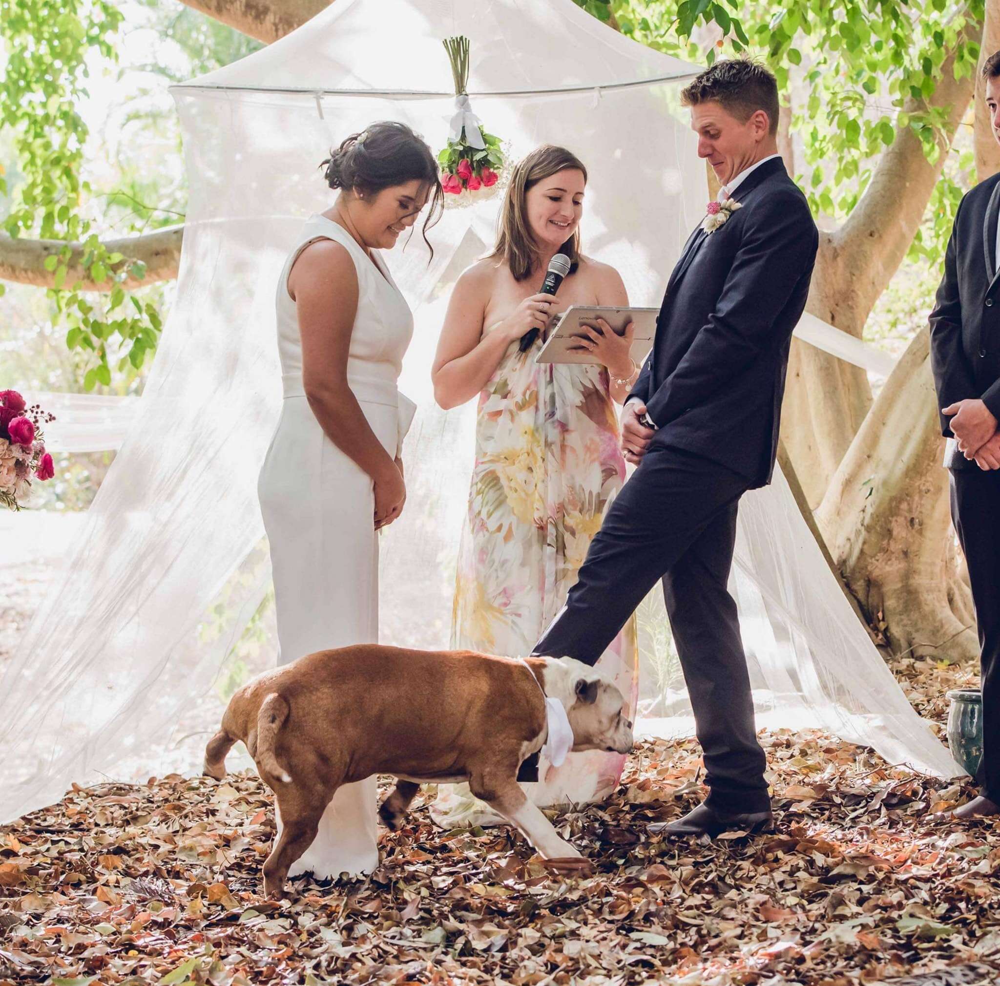 Dog pees on bride during wedding