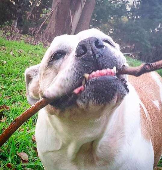 Diesel the bulldog hams it up for the camera