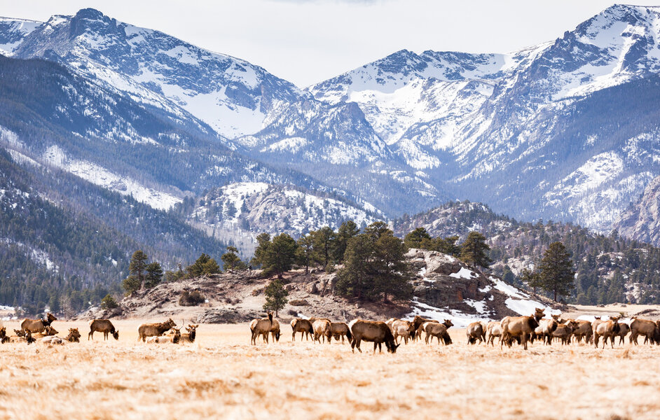 Rocky Mountain Elk: Size, Range, Diet, and Where to See Them 3 Rocky Mountain National Park Camping Guide: Best Hikes, Lodging & More - Thrillist