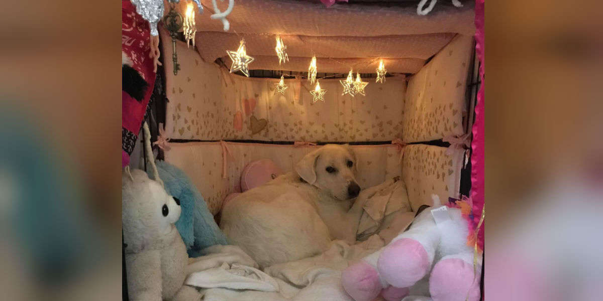 dog cage decorations