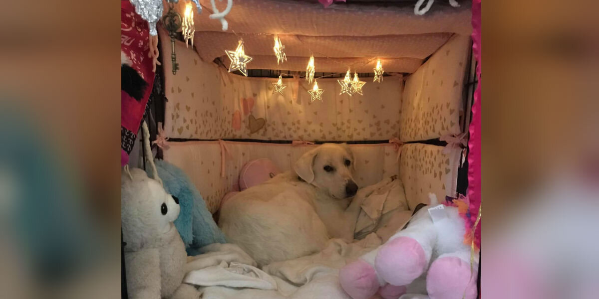 Woman Transforms Rescue Dog's Crate Into The Cutest Space Ever