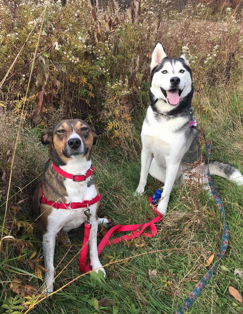 Lucy the dog and her husky sister
