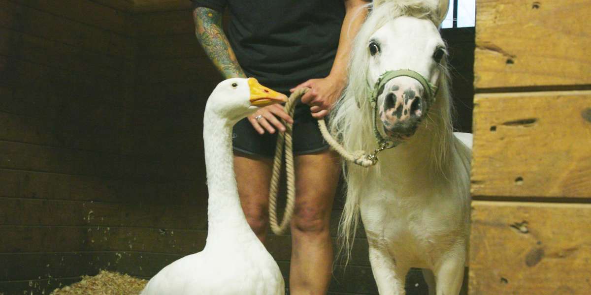 Mini Horse And Goose BFFs Are Thrilled To Be Adopted Together - Videos ...