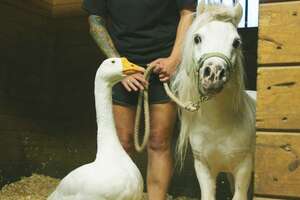 Mini Horse And Goose BFFs Are Thrilled To Be Adopted Together