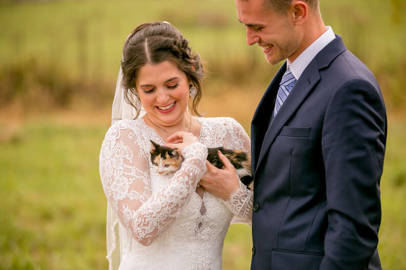 wedding kitten
