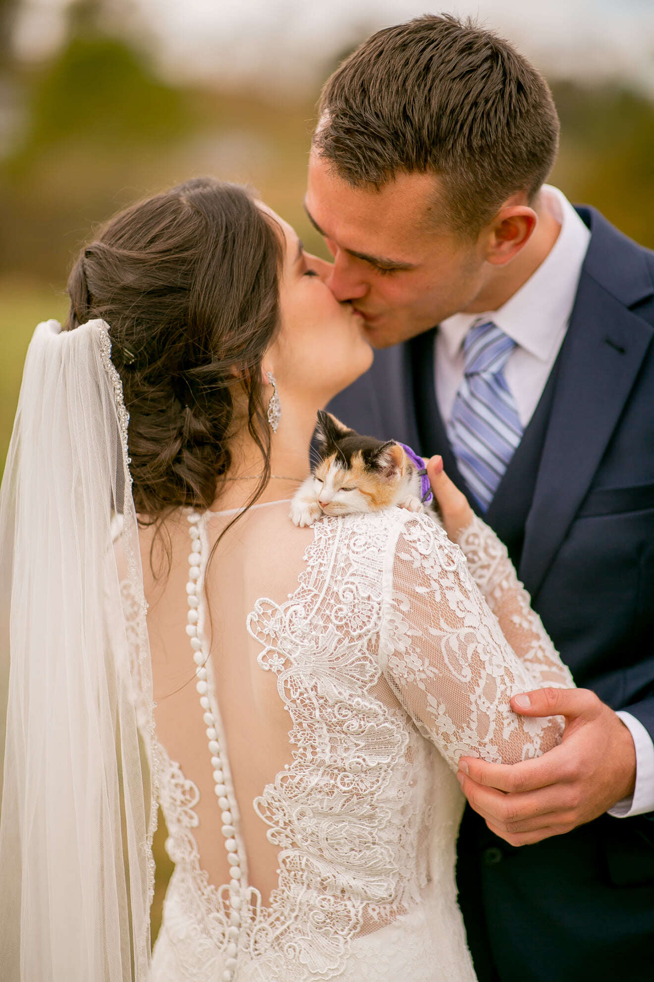 wedding kitten