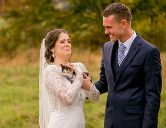wedding kitten