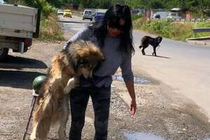 Woman Spends Days Trying To Catch Terrified Street Dogs