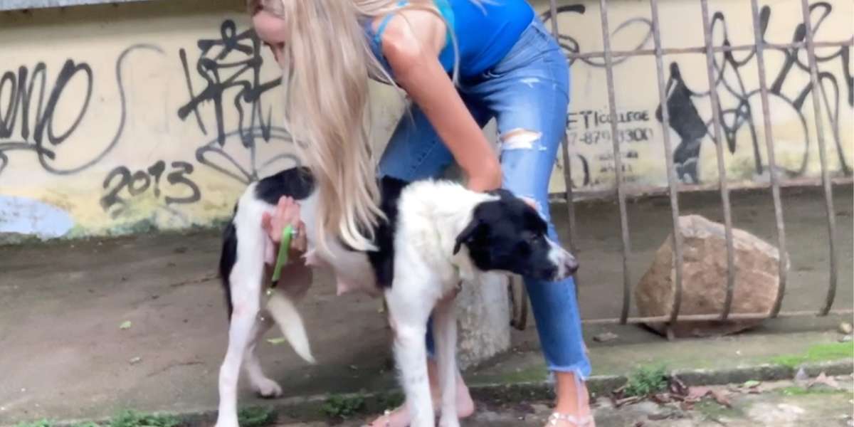 Mama Dog Leads Rescuers Right To Her Puppies - Videos - The Dodo
