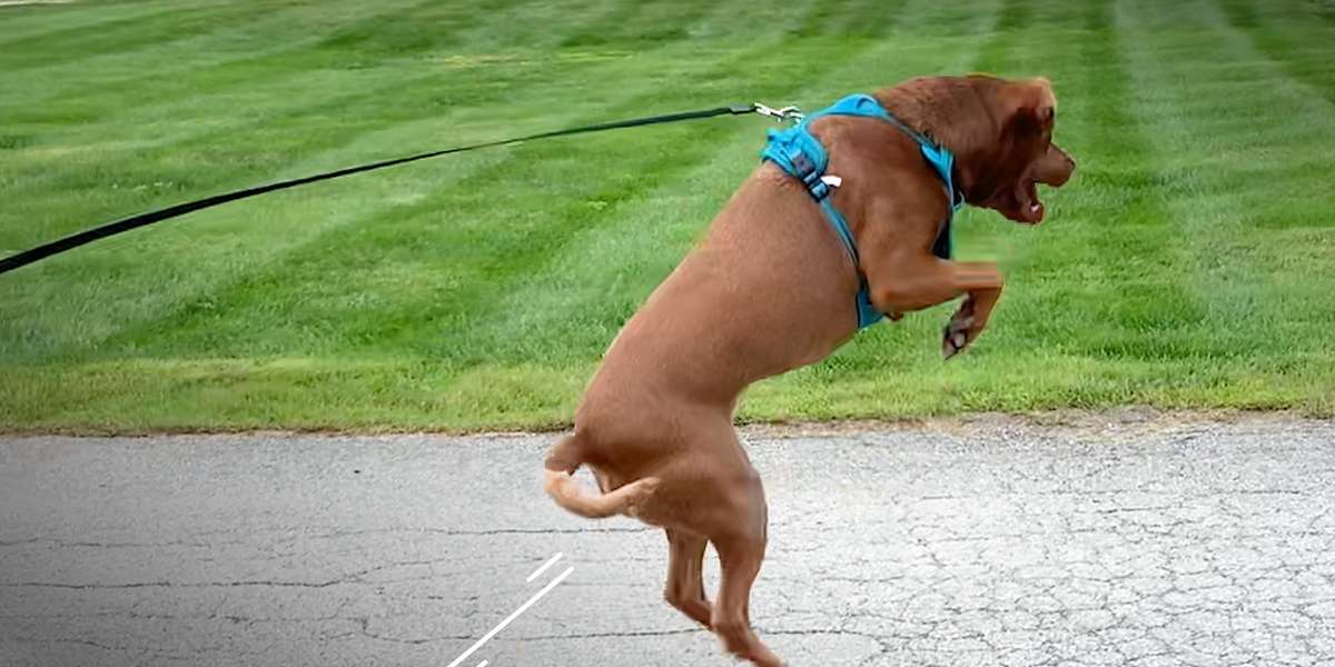 Shelter Dog Can't Stop Jumping For Joy Videos The Dodo