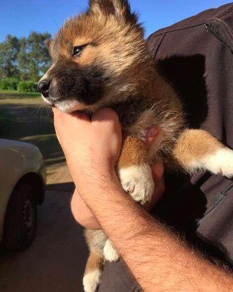 People discover that puppy is actually a pure alpine dingo