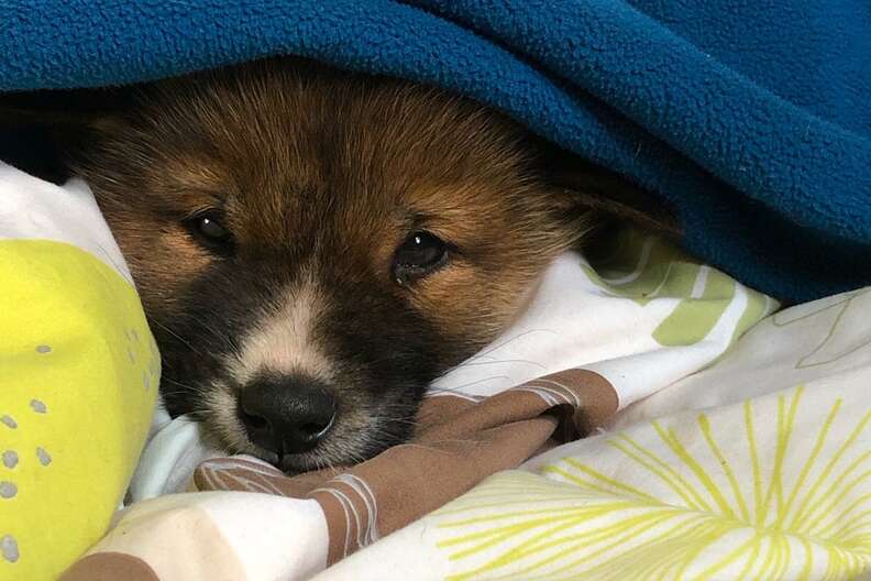 People find baby dingo in their backyard