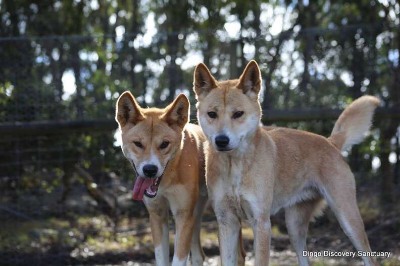 Adorable' stray dog turns out to be rare purebred dingo