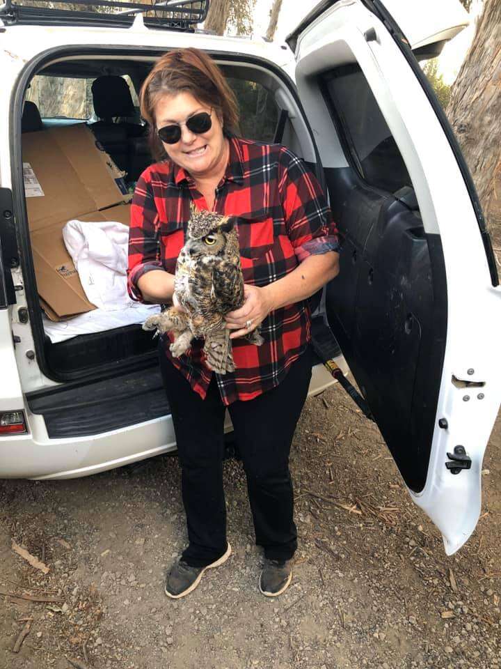Wildlife rescuer helps great horned owl saved from Maria Fire