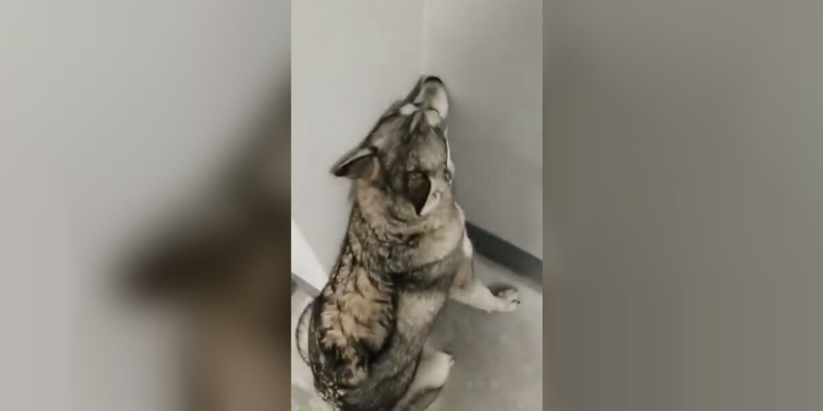 Dog Throws A Total Tantrum When She Realizes Mom Wants To Take The Stairs