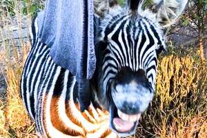 Rescued Zebra Always Eats Breakfast With His Mom