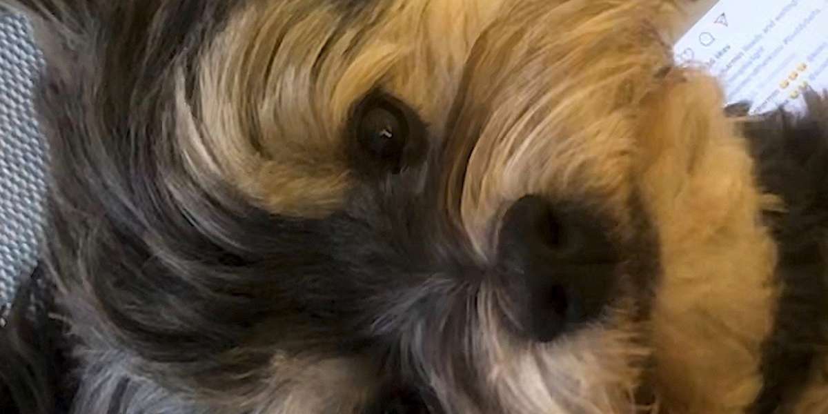 Dog Slides Into Maltese’s DMs Videos The Dodo